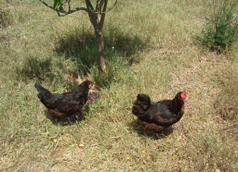 chickens-small